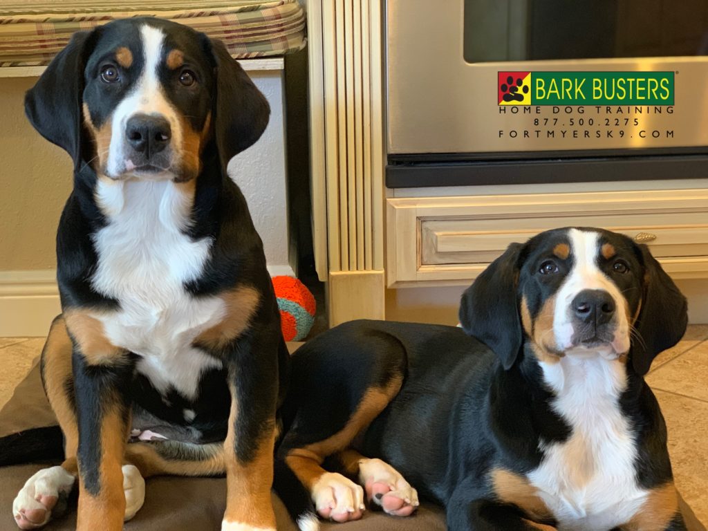 #greaterswissmountaindog #fortmyersk9 #speakdogbarkbusters #dogsofbarkbusters