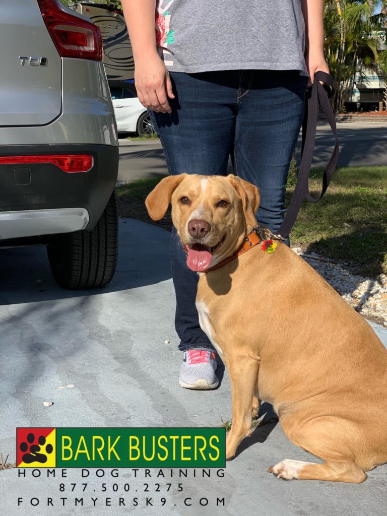 #labradormix #fortmyersk9 #speakdogchangeyourlife #dogsofbarkbusters #speakdogbarkbusters