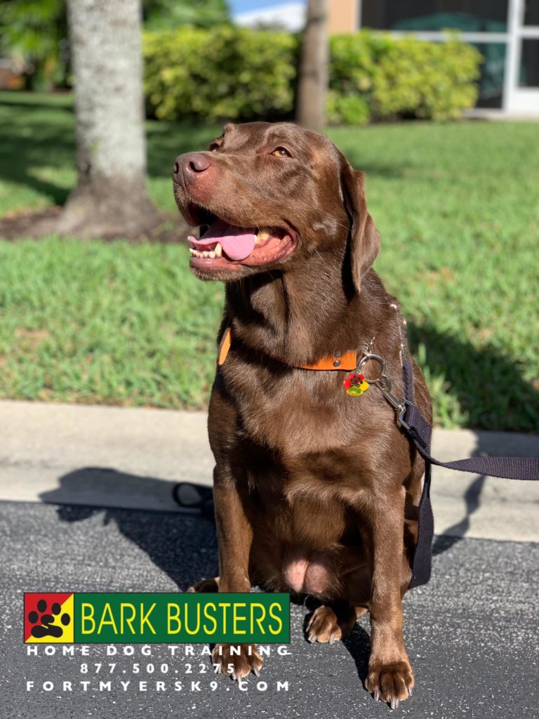 #labrador #fortmyersk9 #speakdogchangeyourlife #dogsofbarkbusters #speakdogbarkbusters