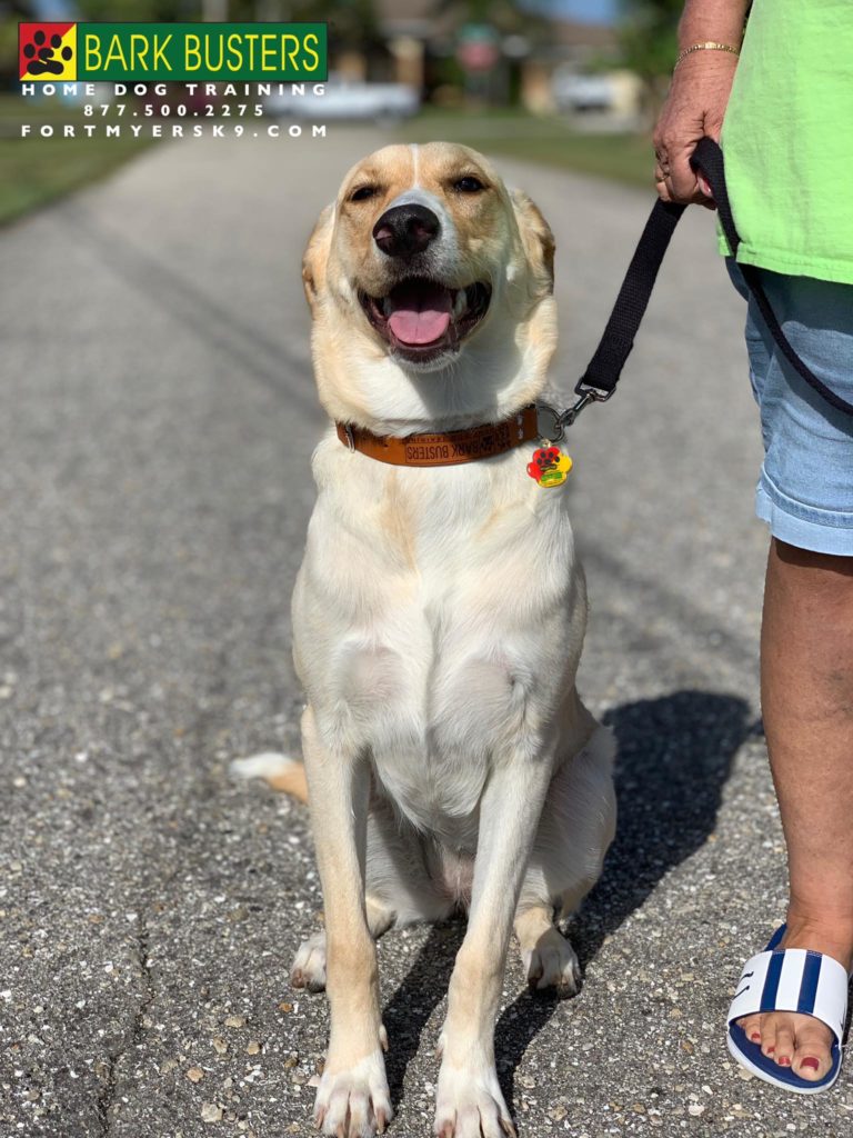 #shepherdmix #labmix #fortmyersk9 #speakdogchangeyourlife #dogsofbarkbusters #speakdogbarkbusters