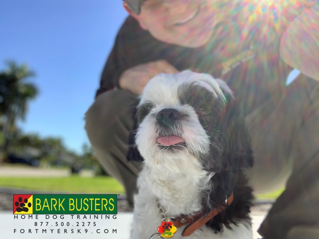#shihtzu #dogsofbarkbusters #speakdogbarkbusters #fortmyersk9