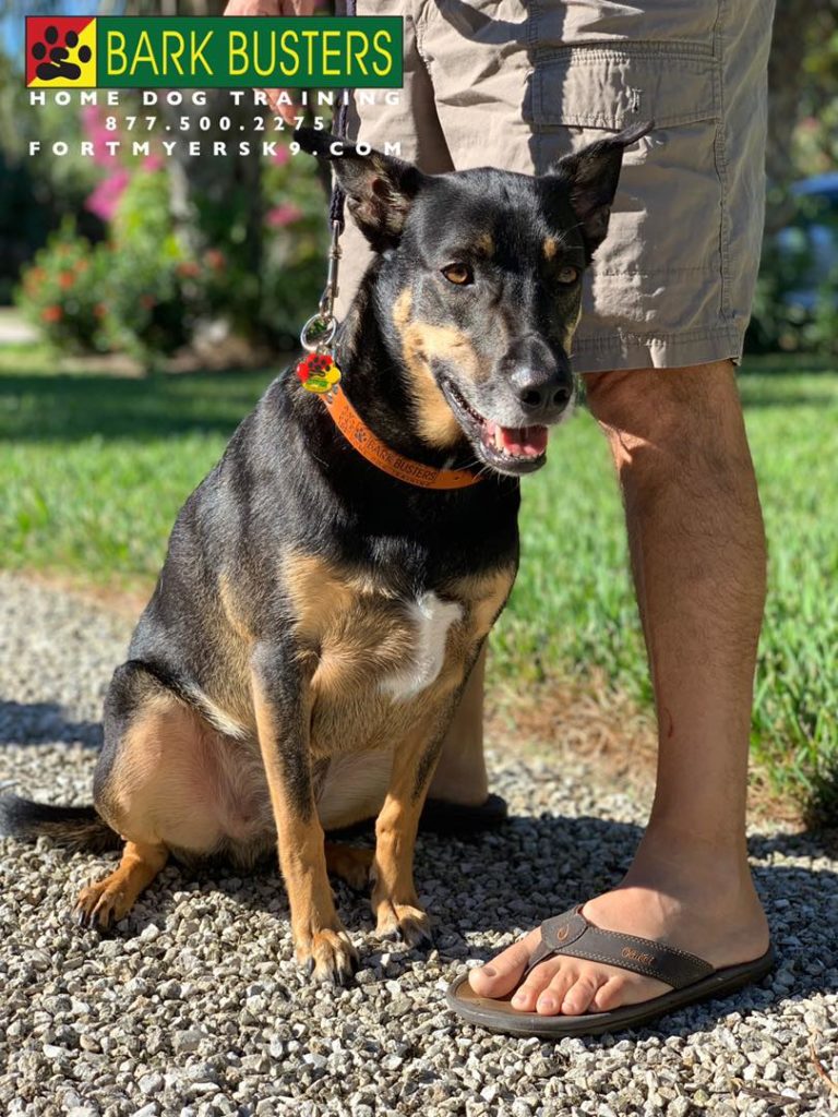 #shepherdmix #gsdmix #dogsofbarkbusters #fortmyersk9