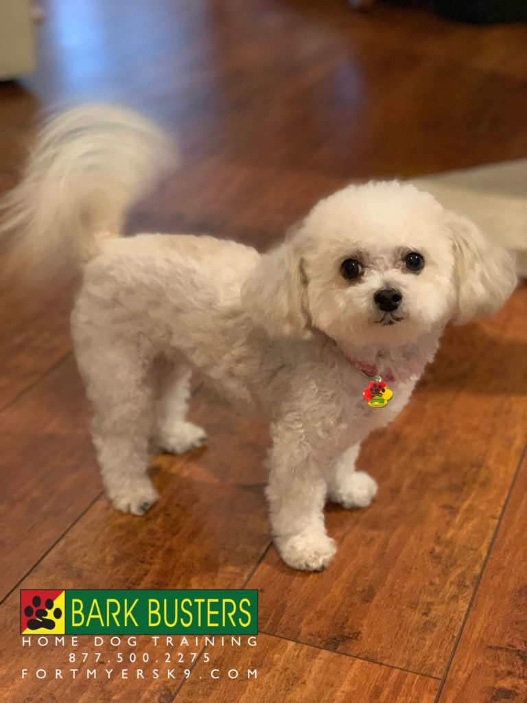 #maltipoo #maltepoo #barking #stopbarking #fortmyersk9 #speakdogbarkbusters