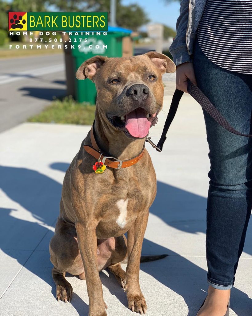 #dogsofbarkbusters #separationanxiety #fortmyersk9 #pitbullsofinstagram