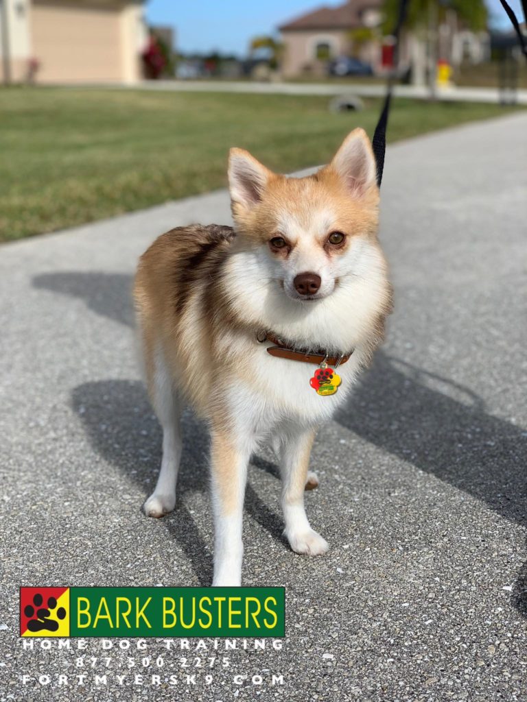 #pomsky #dogsofbarkbusters #fortmyersk9