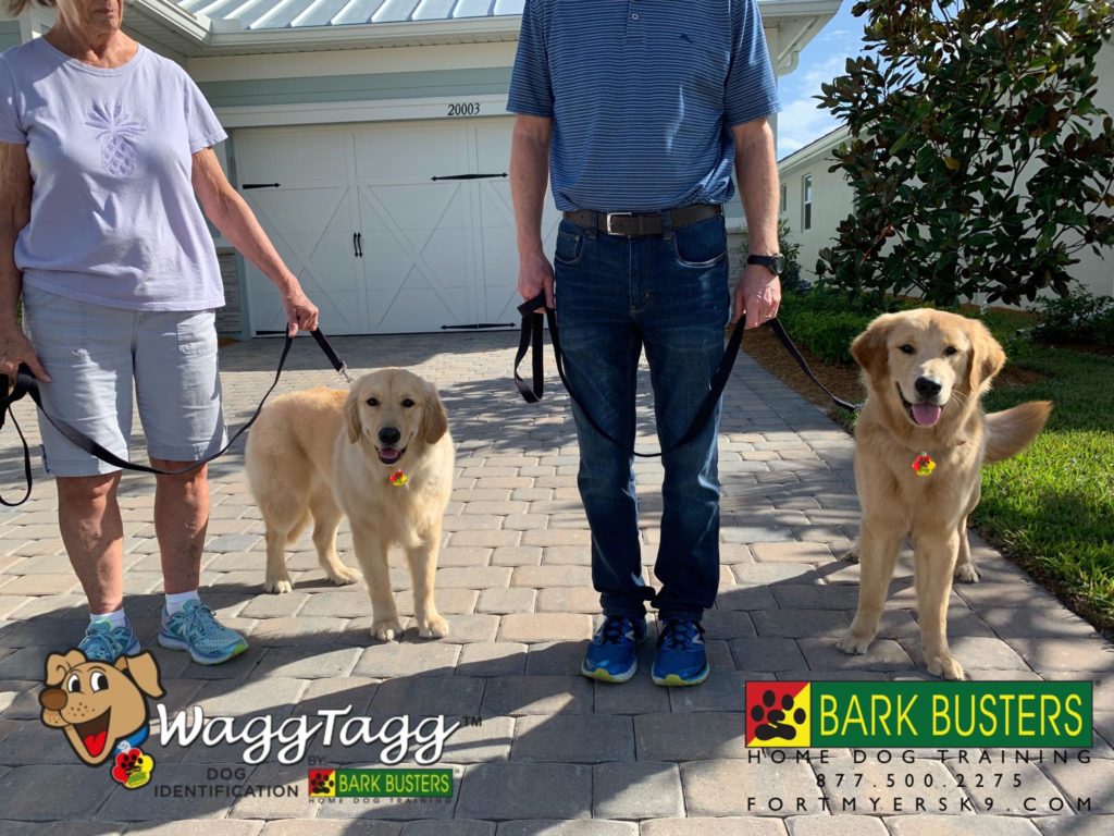 #goldenretriever #dogsofbarkbusters #fortmyersk9 #waggtagg