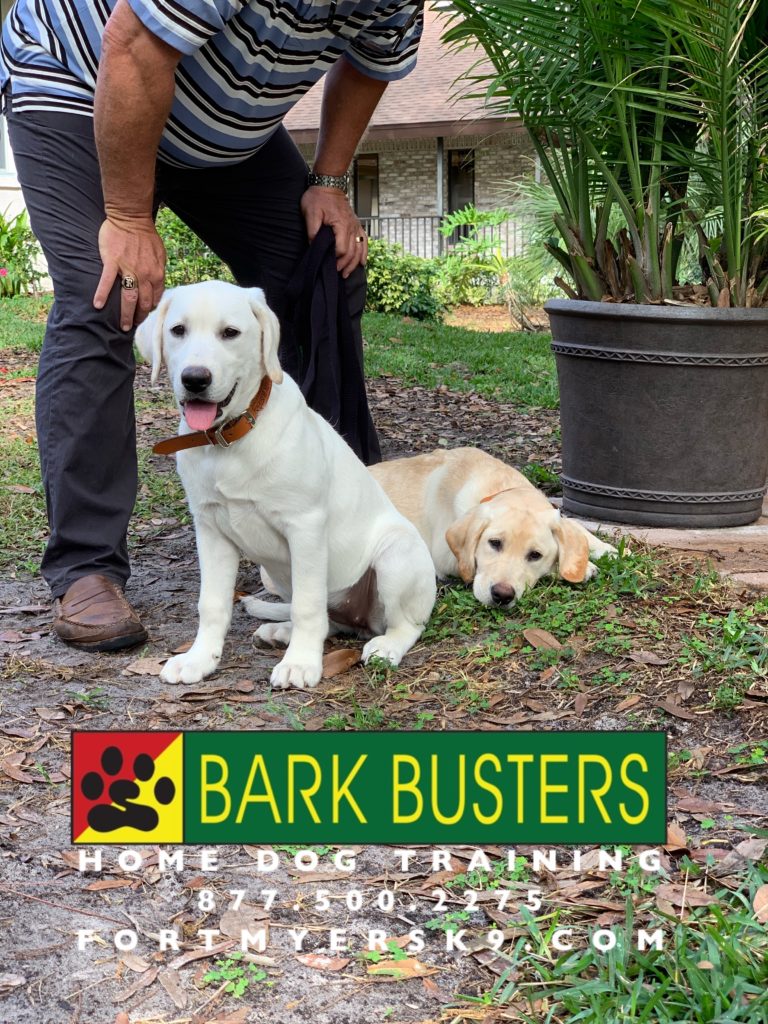 #labradorretriever #fortmyersk9 #speakdogchangeyourlife #dogsofbarkbusters.