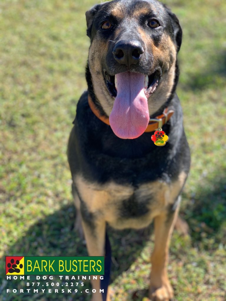 #shepherdmix. #dobermanmix. #fortmyersk9