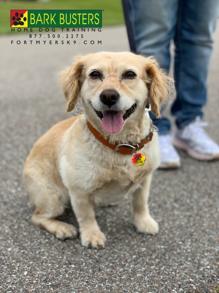 #cockerspaniel #cockerspaniels #fortmyersk9 #dogsofbarkbusters #speakdog #speakdogbarkbusters