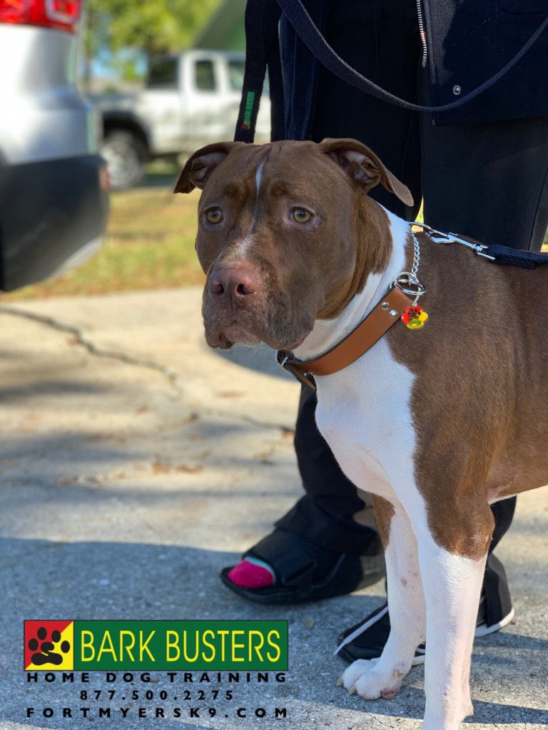 #fortmyersk9 #dogsofbarkbusters #speakdogbarkbusters #pitbullsofinstagram