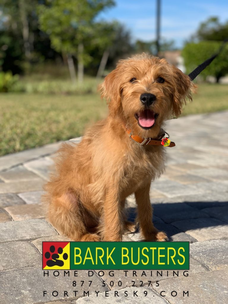 #mini. #labradoodle. #minilabradoodle. #dogsofbarkbusters. #fortmyersk9