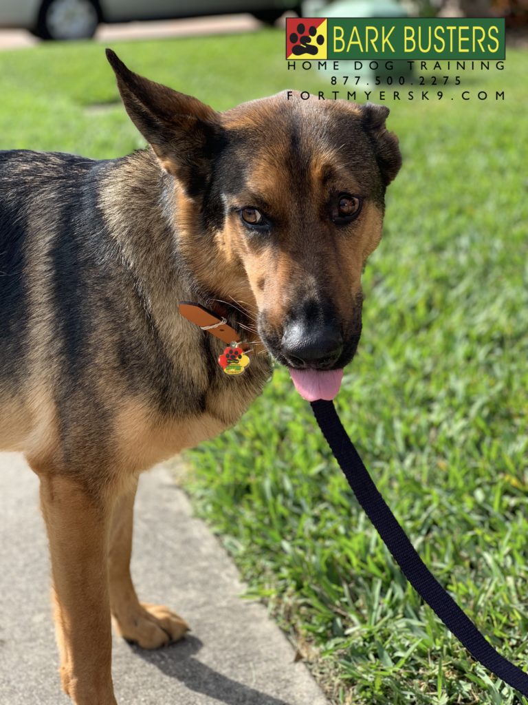 #germanshepherd #dogsofbarkbusters #fortmyersk9
