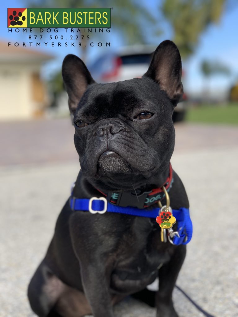 #frenchie #frenchbulldog #dogsofbarkbusters #fortmyersk9