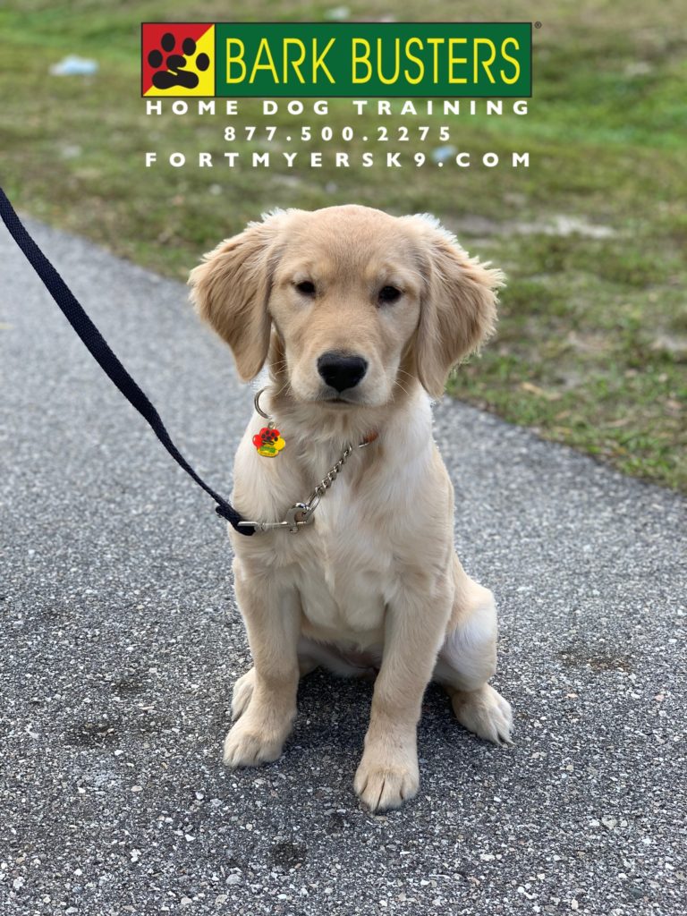 #goldenretriever #speakdogbarkbusters #fortmyersk9 #dogsofbarkbusters