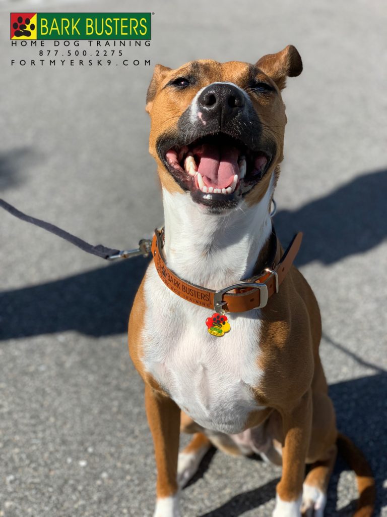 #boxermix #dogsofbarkbusters #separationanxiety #fortmyersk9 #speakdogchangeyourlife #speakdogbarkbusters