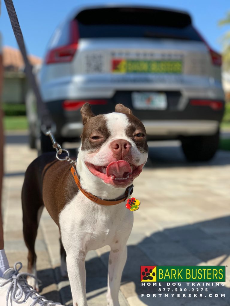 #fortmyersk9 #bostonterrier #dogsofbarkbusters #speakdogbarkbusters #speakdogchangeyourlife