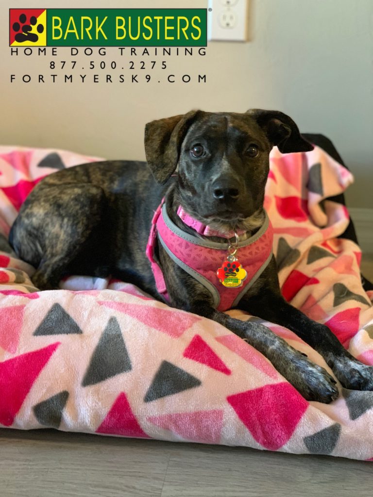 #catahoulaleoparddog #catahoulasofinstagram #dogsofbarkbusters #fortmyersk9 #speakdogbarkbusters