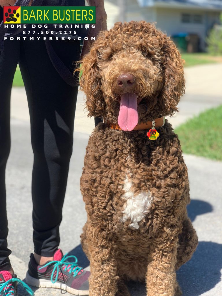 #labradoodle #dogsofbarkbusters #labradoodlesofinstagram #fortmyersk9 #speakdogbarkbusters
