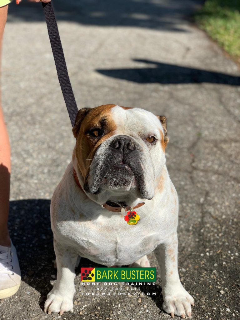 #englishbulldog #dogsofbarkbusters #speakdogbarkbusters #fortmyersk9