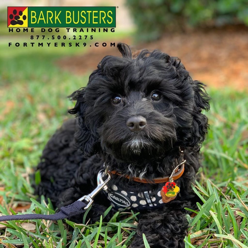 #cavapoo #dogsofbarkbusters #fortmyersk9