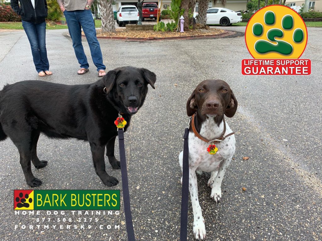 #labmix #chowmix #pointer #dogsofbarkbusters #speakdogbarkbusters #speakdogchangeyourlife #fortmyersk9