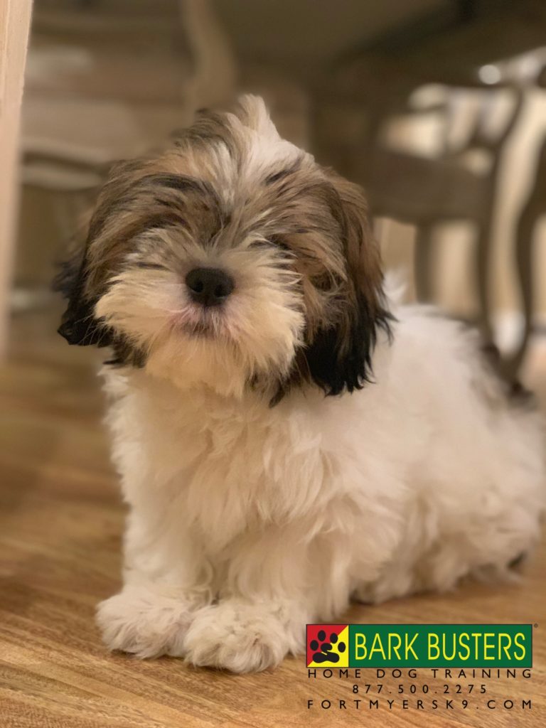 #shihtzu #dogsofbarkbusters #shihtzupuppy #fortmyersk9. #speakdogbarkbusters