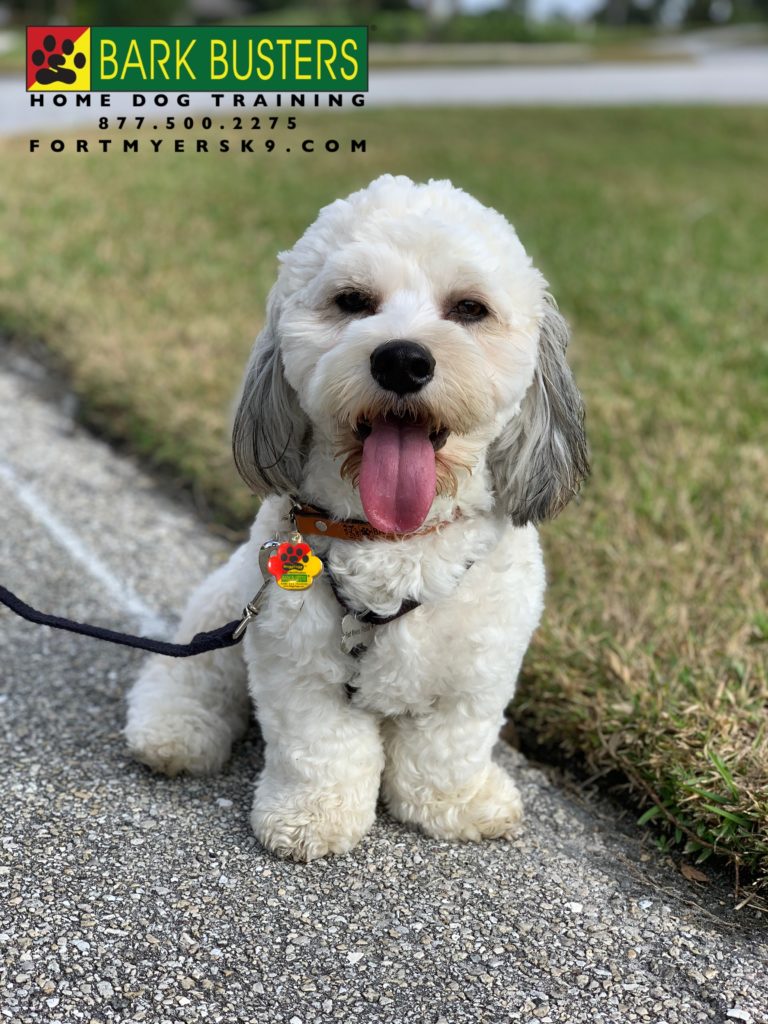 #cockapoo #cockapoosofinstagram #fortmyersk9 #speakdogbarkbusters #dogsofbarkbusters