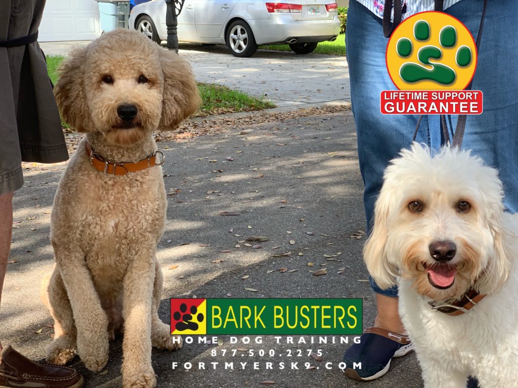 #groodle #goldendoodle #speakdogbarkbusters #fortmyersk9 #dogsofbarkbusters
