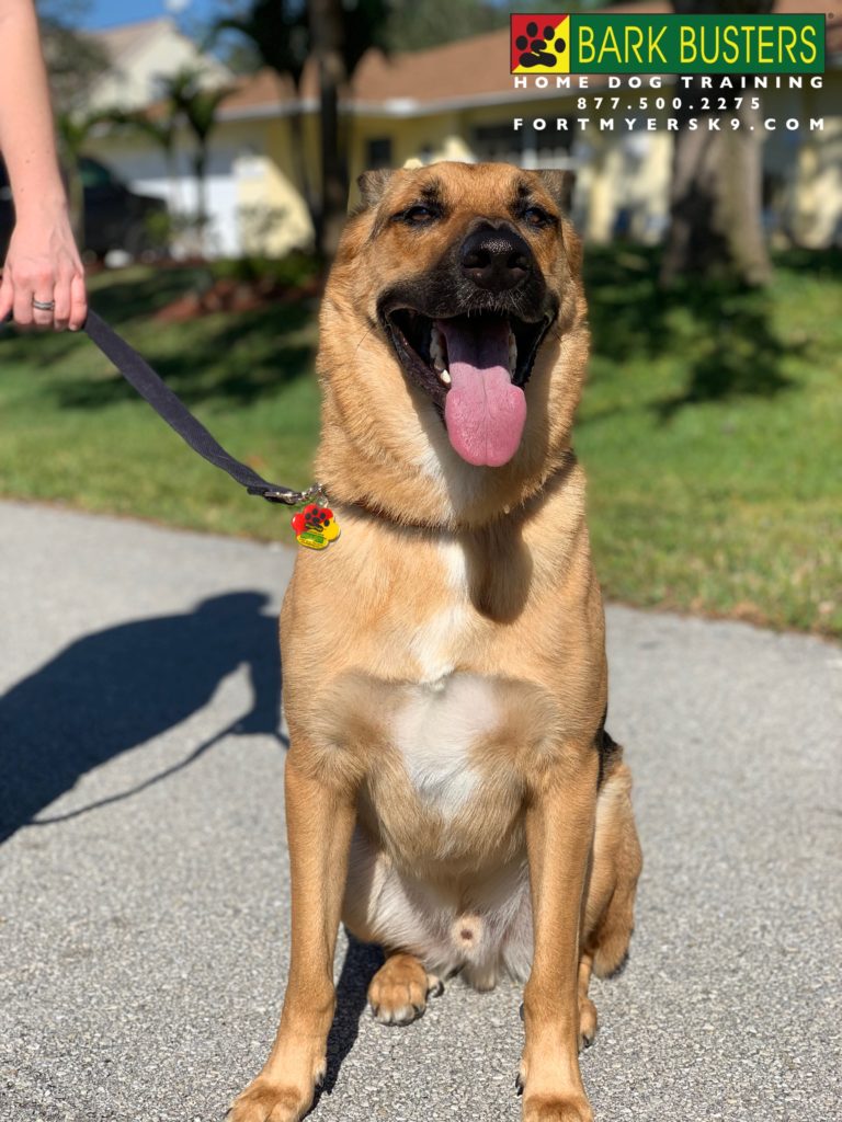 #germanshepherd #fortmyersk9 #speakdogbarkbusters #dogsofbarkbusters
