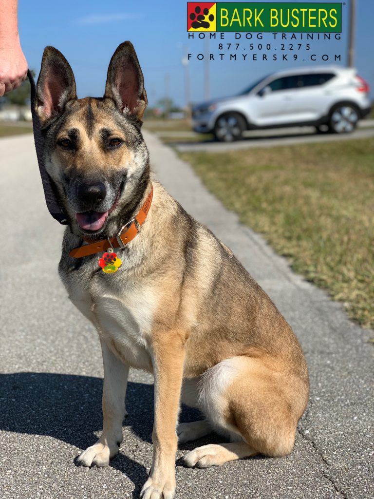 #germanshepherd #fortmyersk9 #dogsofbarkbusters. #speakdogbarkbusters #speakdogchangeyourlife