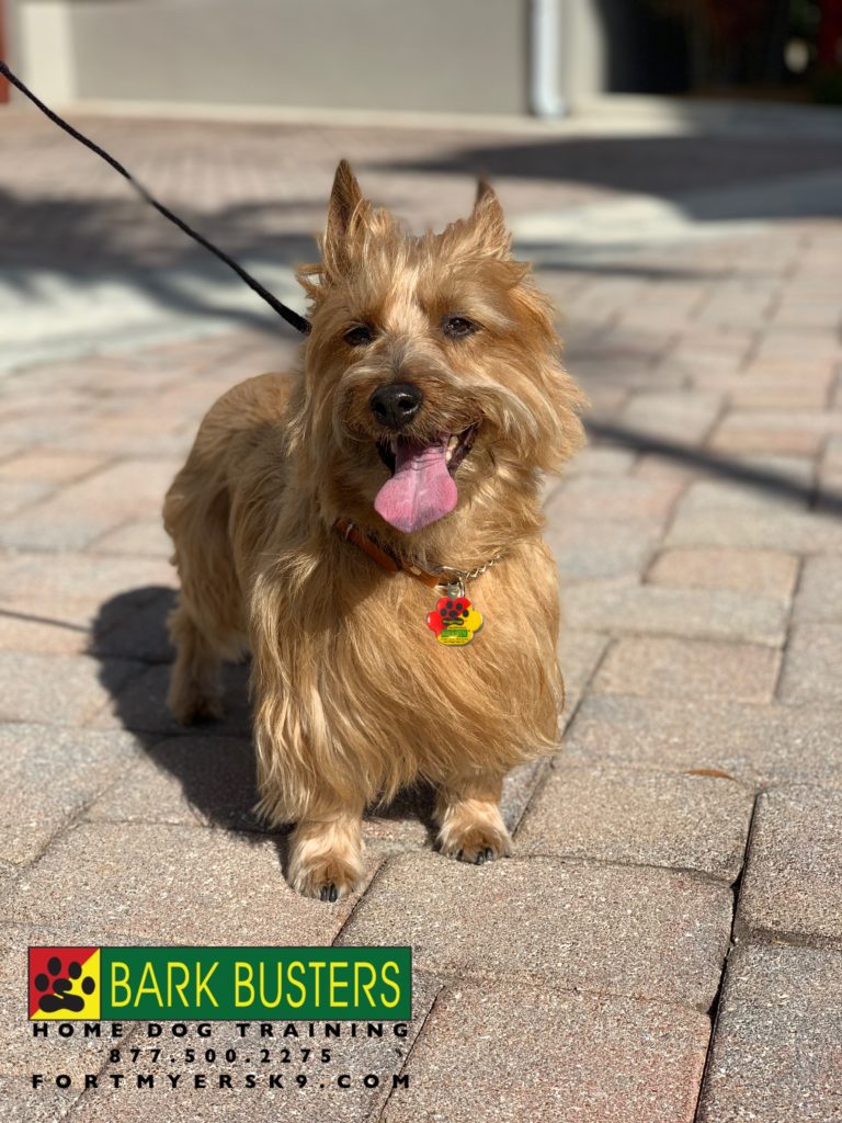 #australianterrier #australianterriersofinstagram #fortmyersk9 #speakdogbarkbusters #dogsofbarkbusters
