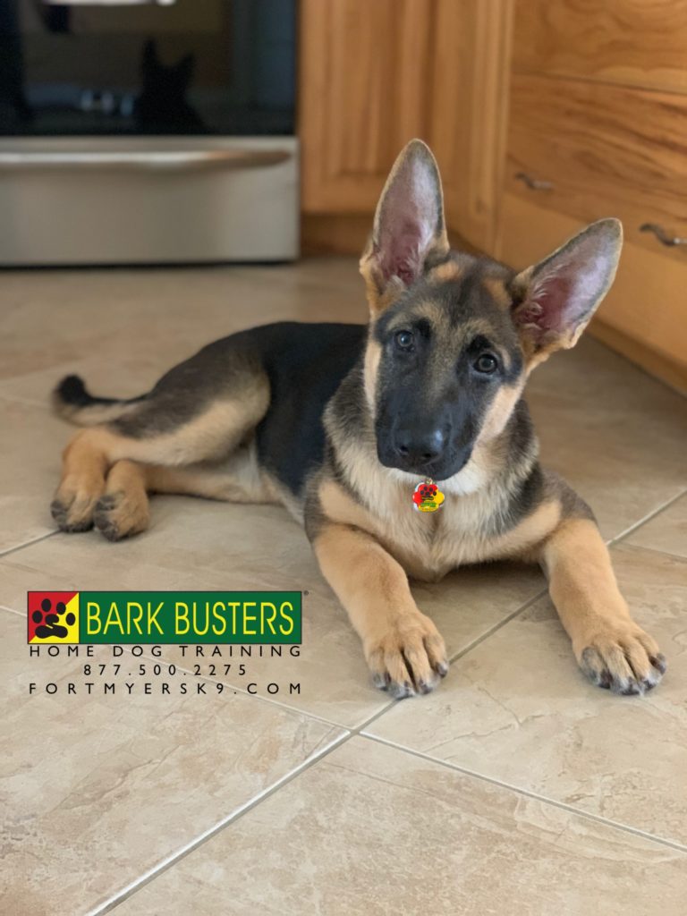#germanshepherd #germanshepherdpuppy #dogsofbarkbusters #fortmyersk9 #speakdogbarkbusters