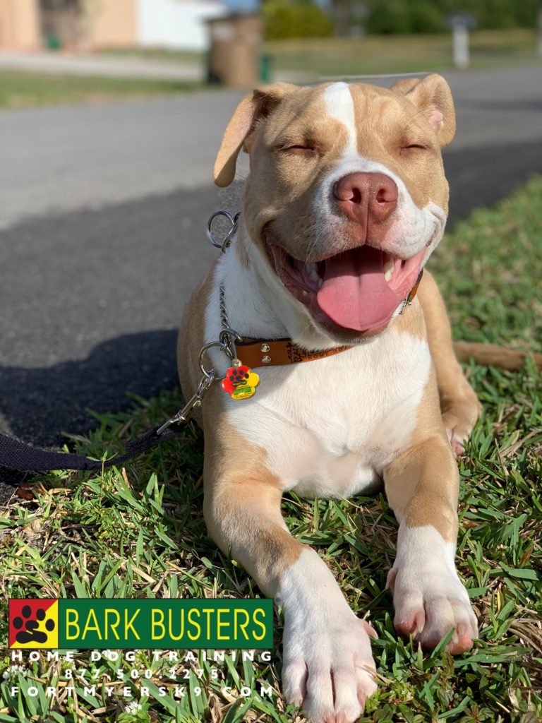 #pitbull #pitlife #pitbullsofinstagram #dogsofbarkbusters #fortmyersk9 #speakdogbarkbusters