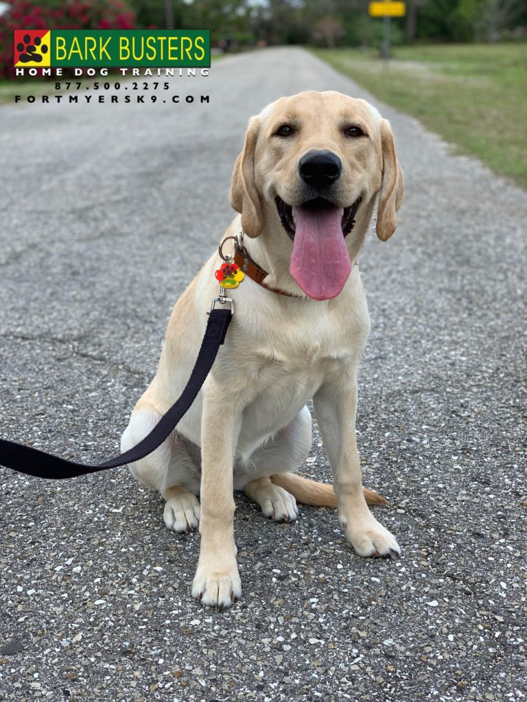 #lablife #labrador #fortmyersk9 #speakdogbarkbusters #dogsofbarkbusters