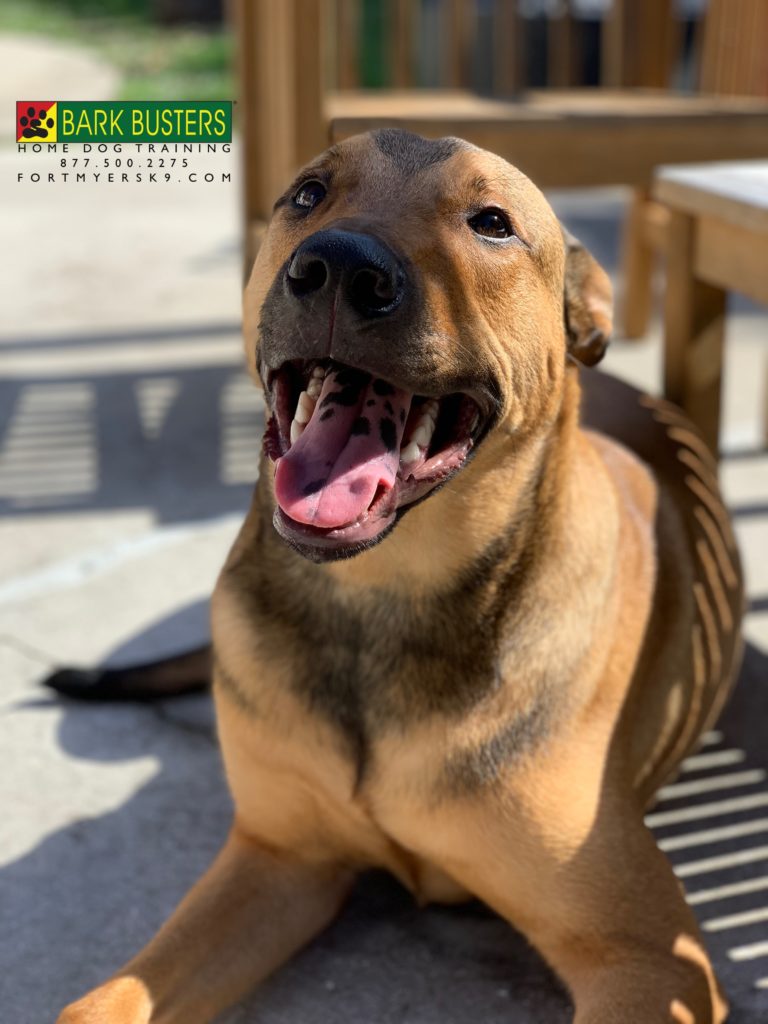 #belgianmalinois mix. #muttsofinstagram #fortmyersk9 #speakdogbarkbusters