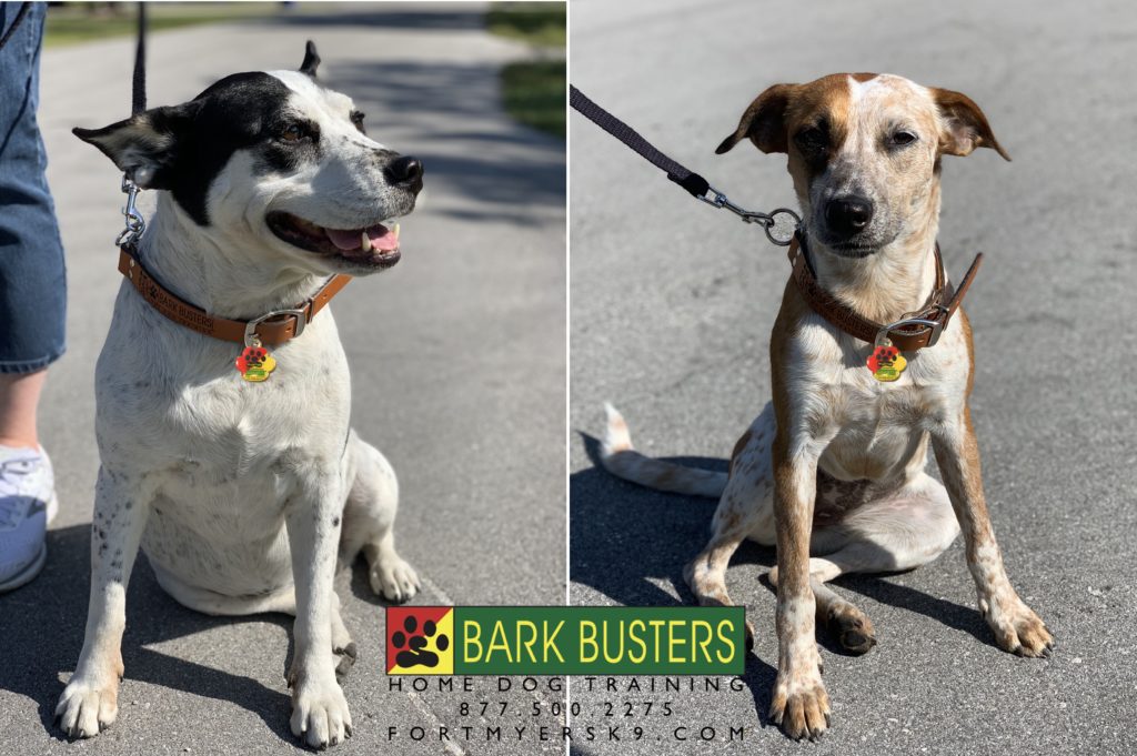 #fortmyersk9 #dogsofbarkbusters #speakdogbarkbusters #speakdogchangeyourlife