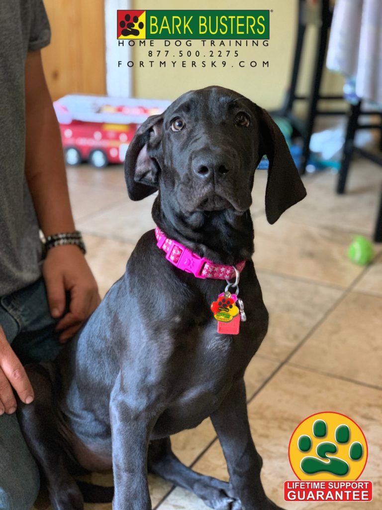 #greatdane #fortmyersk9 #greatdanesofinstagram #speakdogbarkbusters #dogsofbarkbusters