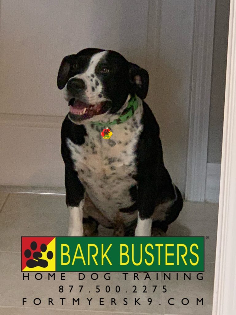 #dogsofbarkbusters. #fortmyersk9. #pitbulls
