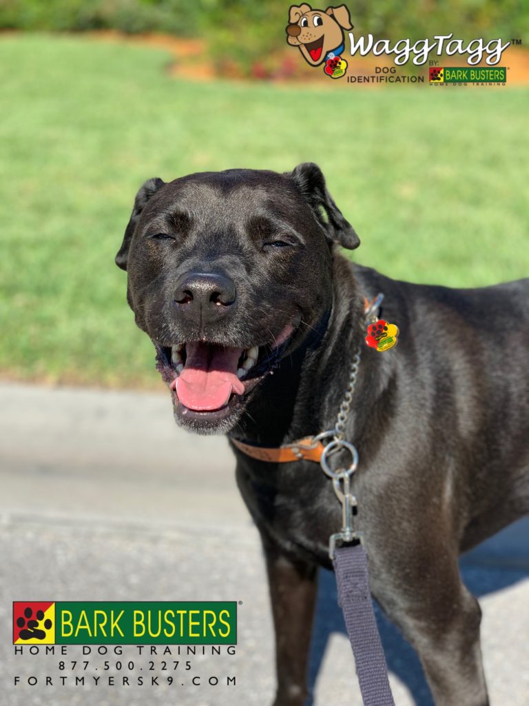 #labmix #fortmyersk9. #dogsofbarkbusters #sharpeimix #speakdogbarkbusters