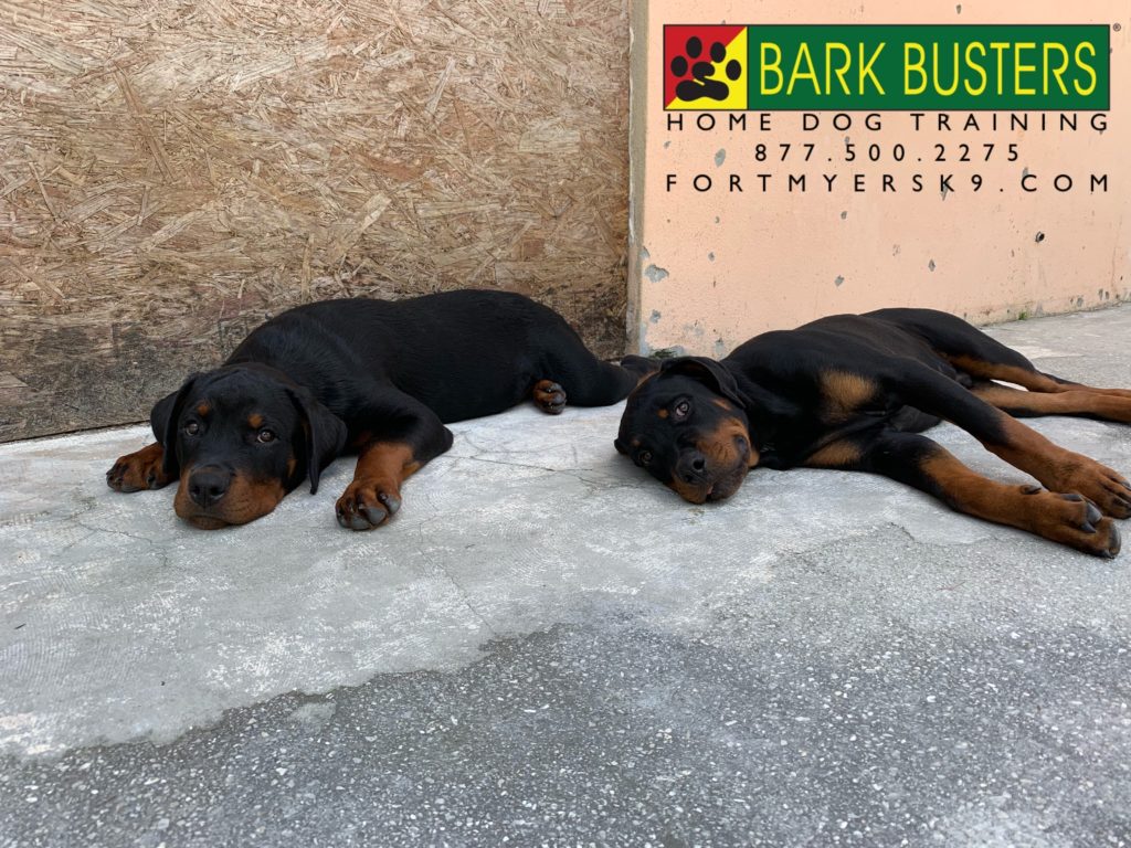 #rottweiler #dogsofbarkbusters #speakdogchangeyourlife #fortmyersk9 #speakdogbarkbusters