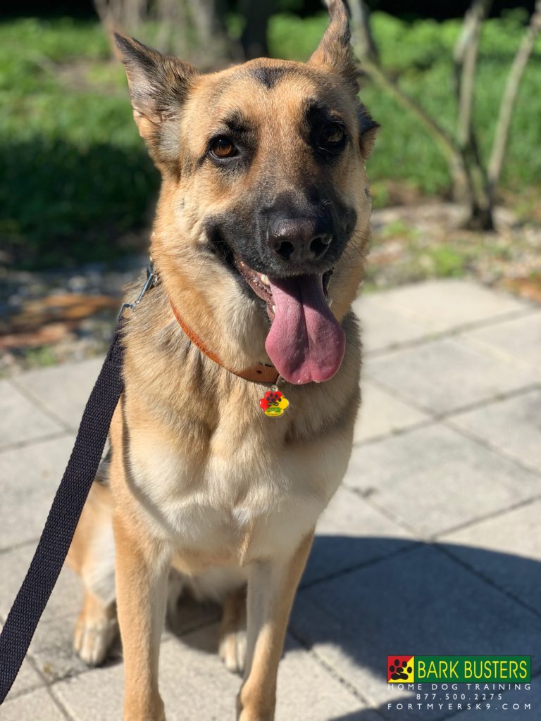 #germanshepherd #gsd #dogsofbarkbusters #speakdogbarkbusters #speakdogchangeyourlife