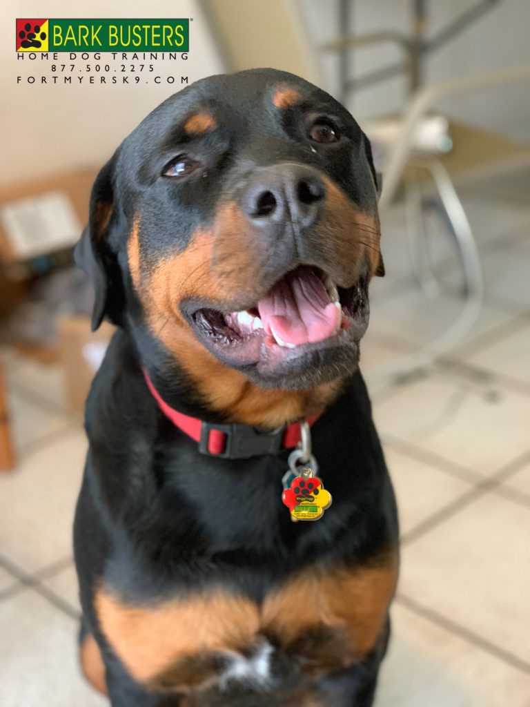 #rottweiler #fortmyersk9 #dogsofbarkbusters #speakdogchangeyourlife