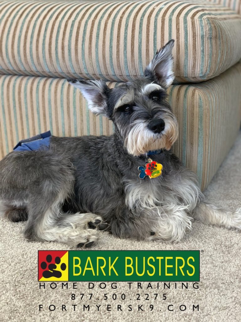 #fortmyersk9 #barkingdogs #miniatureschnauzer #speakdogbarkbusters. #dogsofbarkbusters