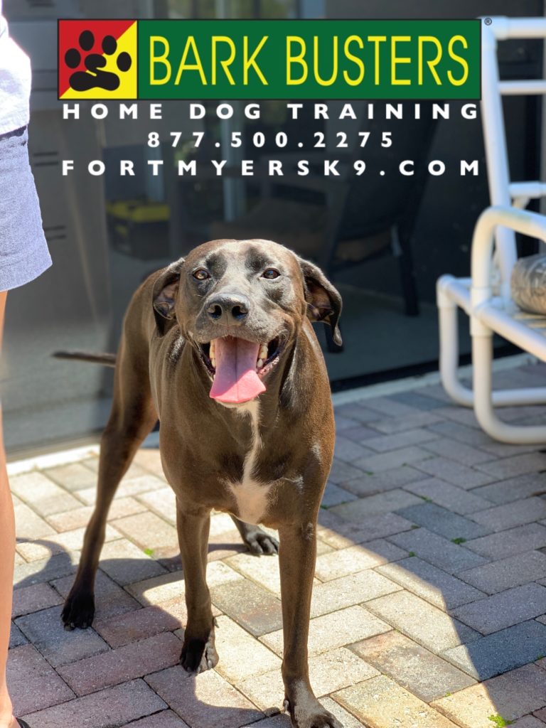 #labmix #houndmix #dogsofbarkbusters #speakdogchangeyourlife #platinumfitnessgulfcoast #fortmyersk9 #speakdogbarkbusters
