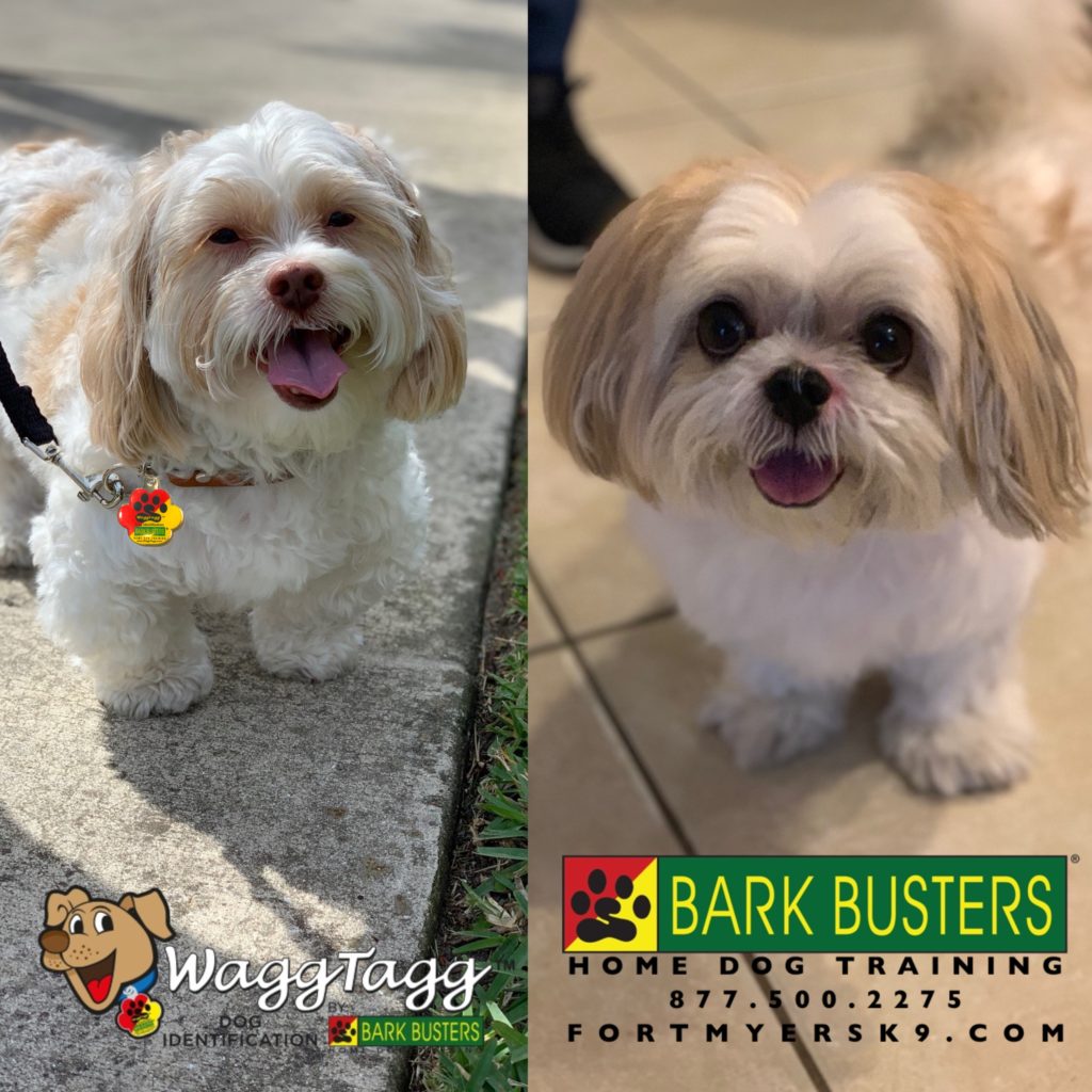 #maltesemix #shihtzu #dogsofbarkbusters