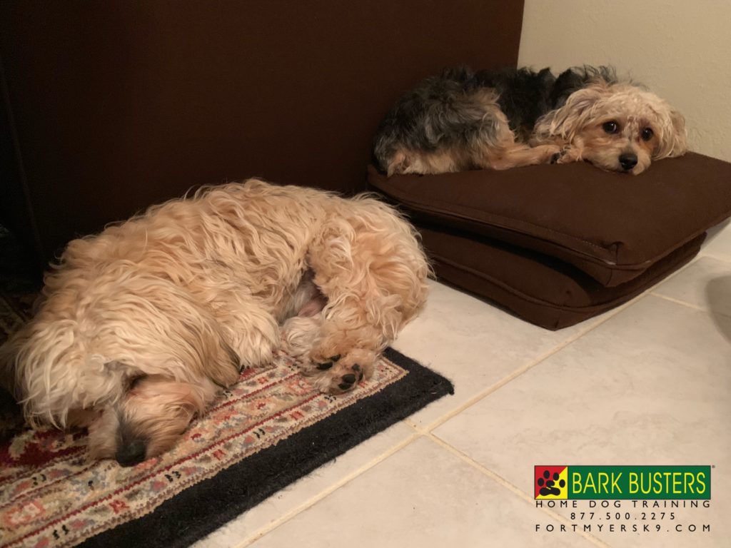#fortmyersk9 #dogsofbarkbusters #morkie #morkiesofinstagram fortmyersk9.com