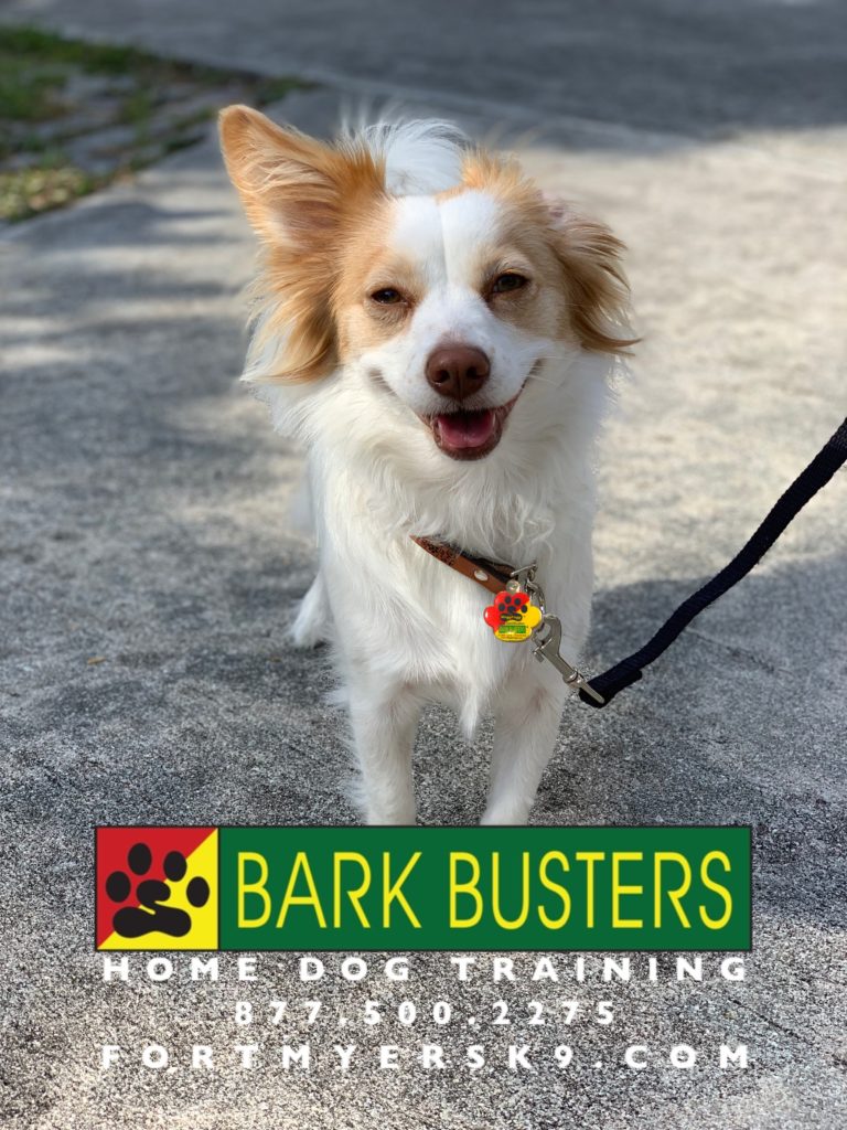#dogsofbarkbusters. #fortmyersk9