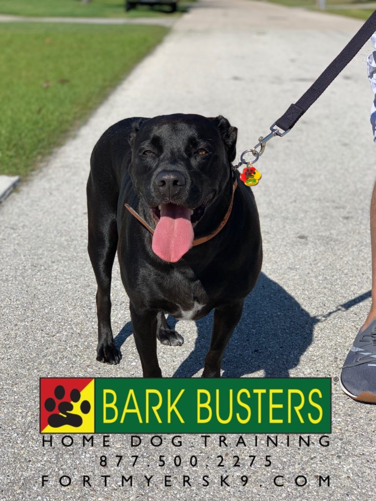#labrador #labradorretriever #dogsofbarkbusters #speakdogbarkbusters #fortmyersk9