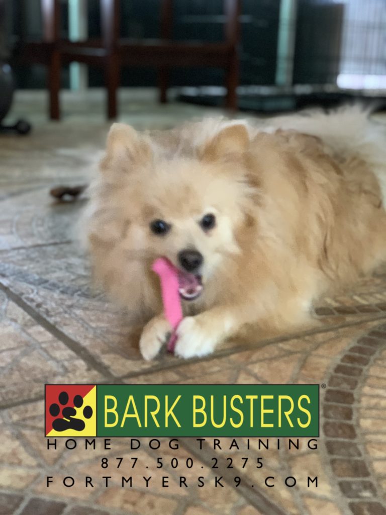 #pomeranian #dogsofbarkbusters #fortmyersk9