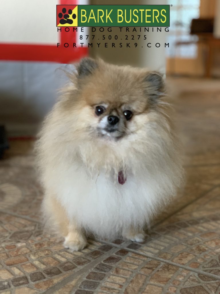 #pomeranian #dogsofbarkbusters #fortmyersk9